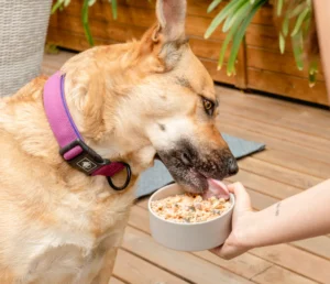 menu cocinado pescado para perros ibiza food for joe